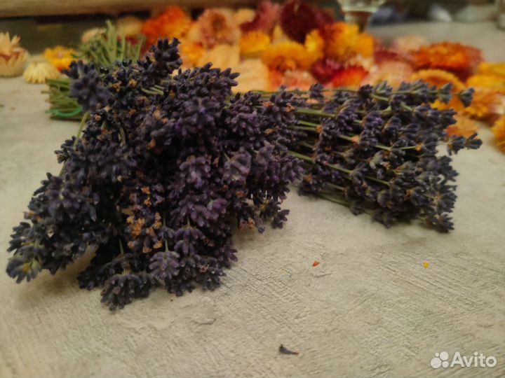 Сухоцветы для творчества и декора