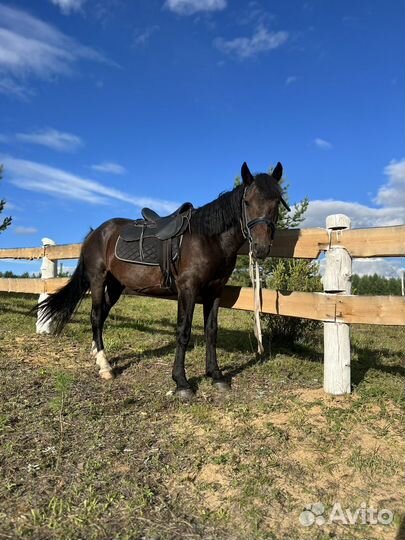 Прокат лошадей