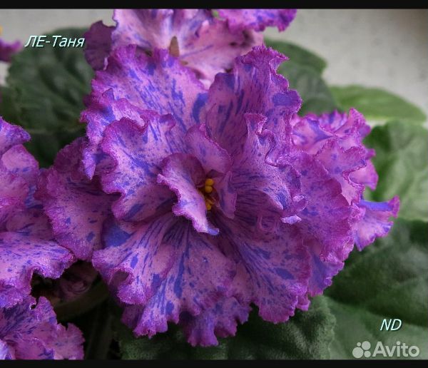 Фиалки сортовые