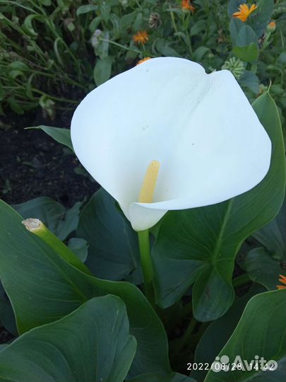 Калла, канна