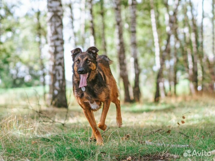 Красивая собачка ищет дом