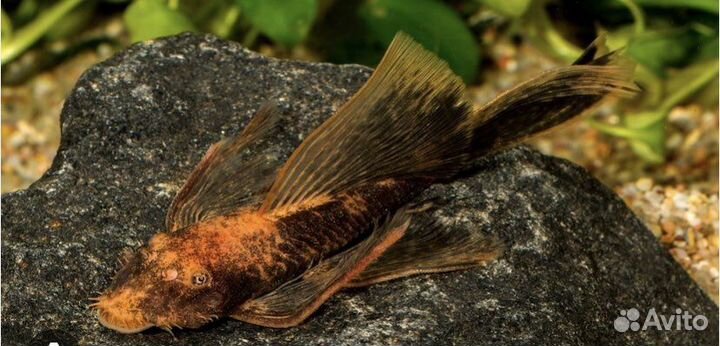 Анциструс вуалевый и обычный, моллинезия велифера