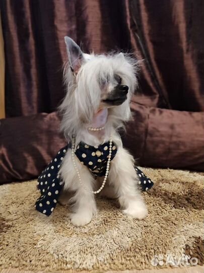 Пошив одежды для собак