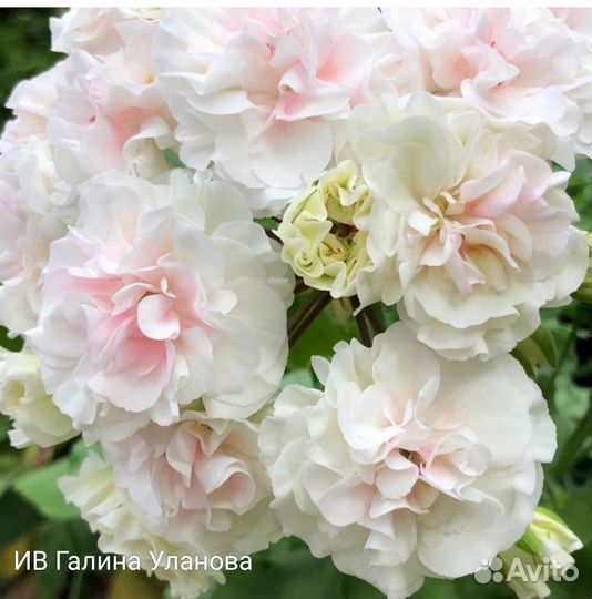 Пеларгонии сортовые