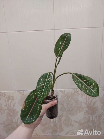 Комнатные цветы