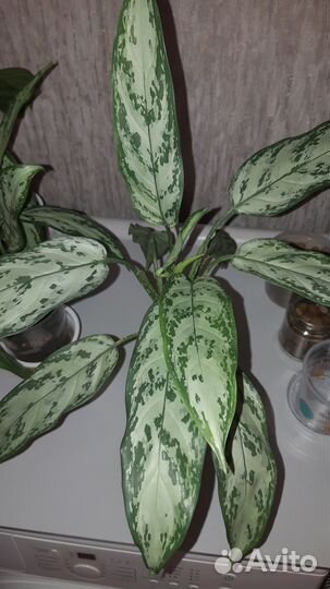 Аглаонема Сильвер квин