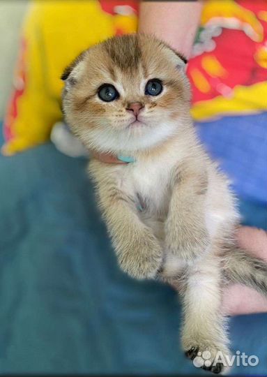 Большой выбор котят