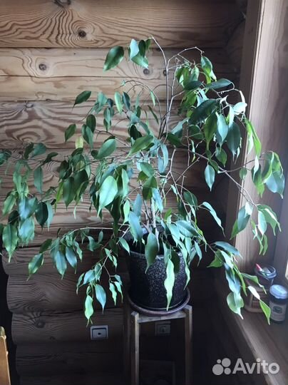 Фикус бенджамина