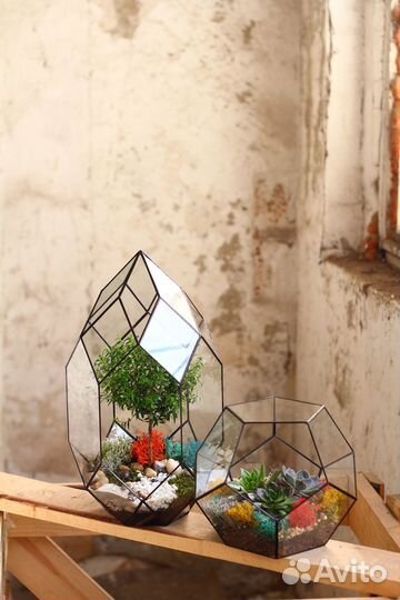 Мирсина африканская, доставка цветов