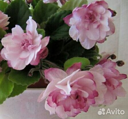 Листик с деткой фиалки сорта 