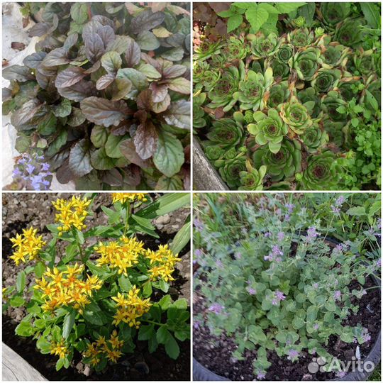 Многолетние цветы