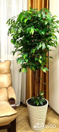 Декоративное дерево Фикус
