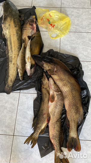 Свежая рыба, филе, фарш щуки