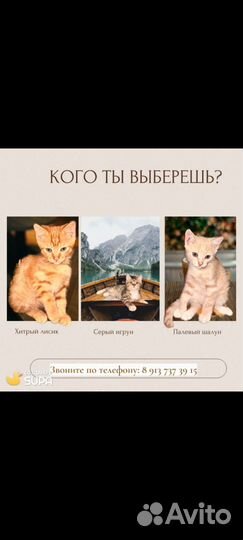 Котодетки 2 месяца