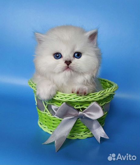 Британские котята