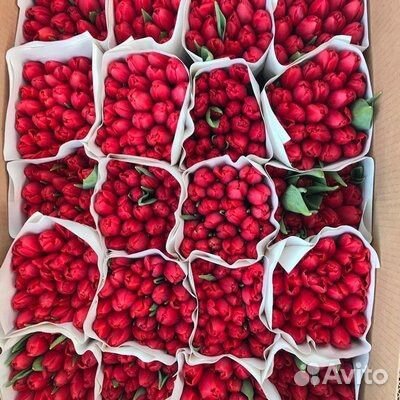 Тюльпаны к 8 марта