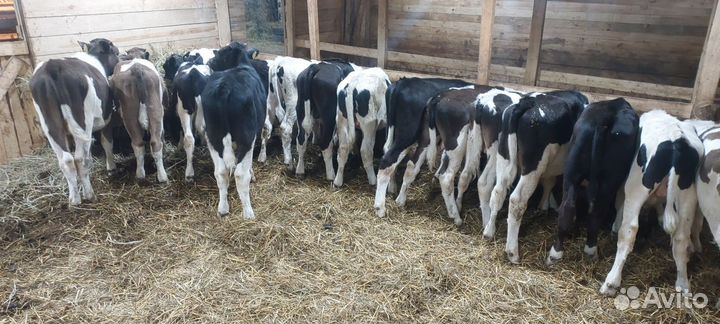 Быки бычки телята