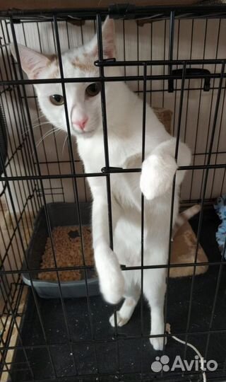 Котик Фима 7мес