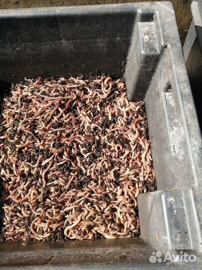 Червь дендробена