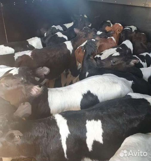 Телята бычки