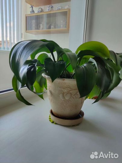 Эухарис амазонская лилия