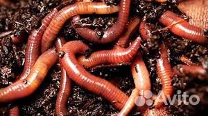 Рыболовные насадки