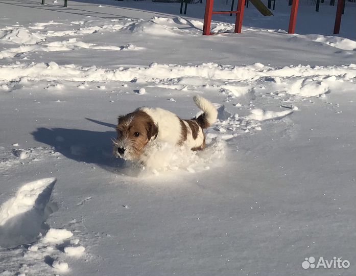 Джек рассел вязка
