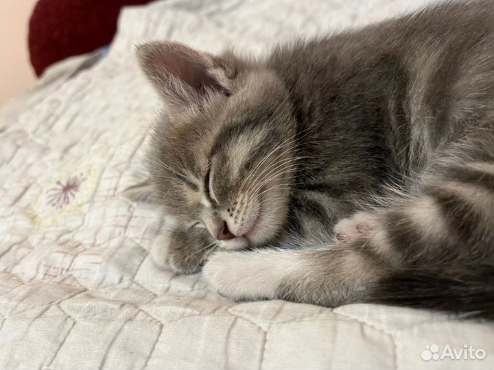 Отдам котенка