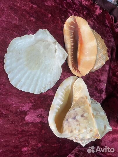 Ракушки для оформления аквариума