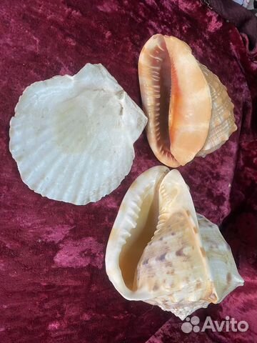 Ракушки для оформления аквариума