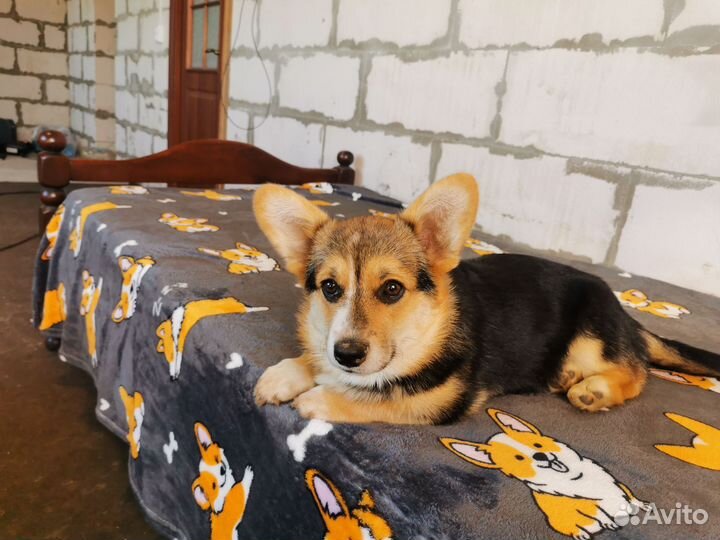 Вельш-корги пемброк девочка