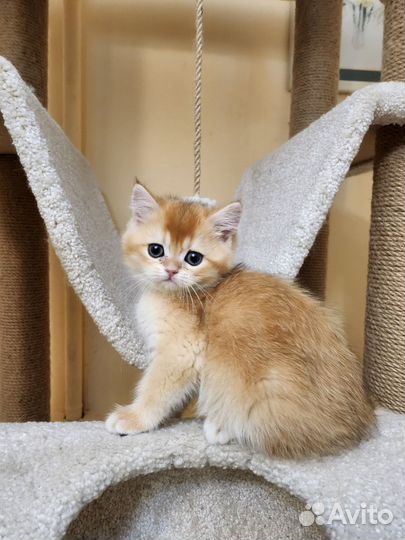 Шотландский мальчик