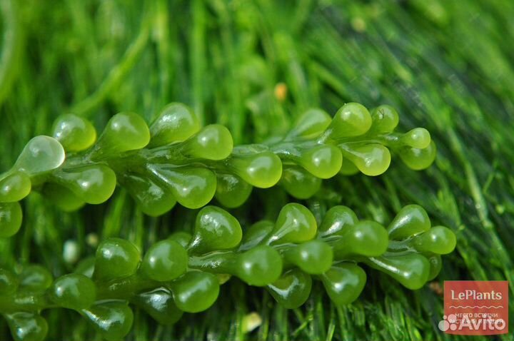 Каулерпа виноградная водоросль для аквариумов