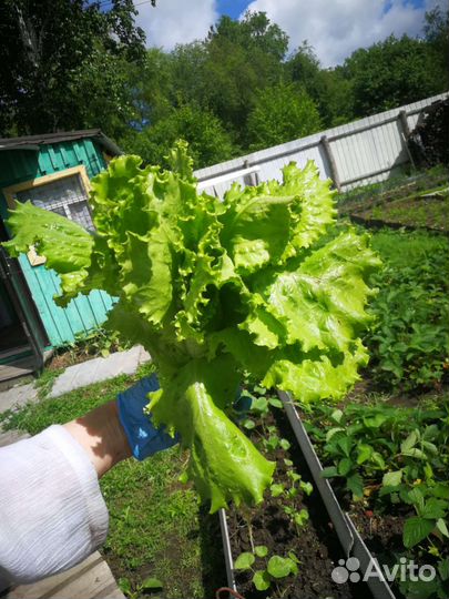 Свежая зелень