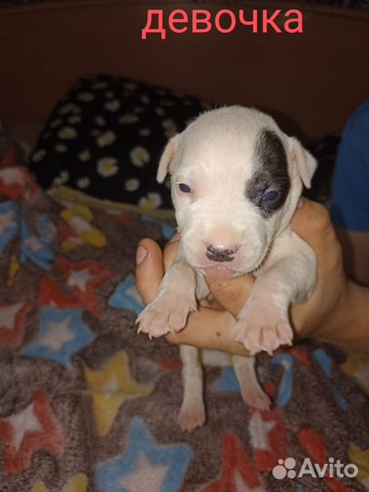 Щенки амстаффа