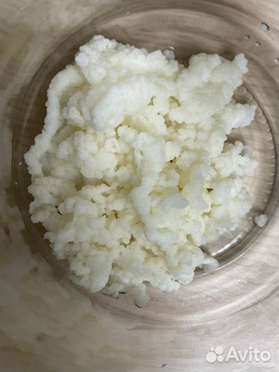 Тибетский молочный гриб