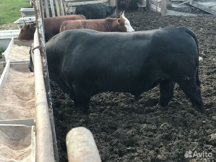 Бык производитель