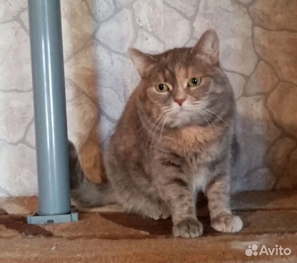 Пушинка в любящие руки