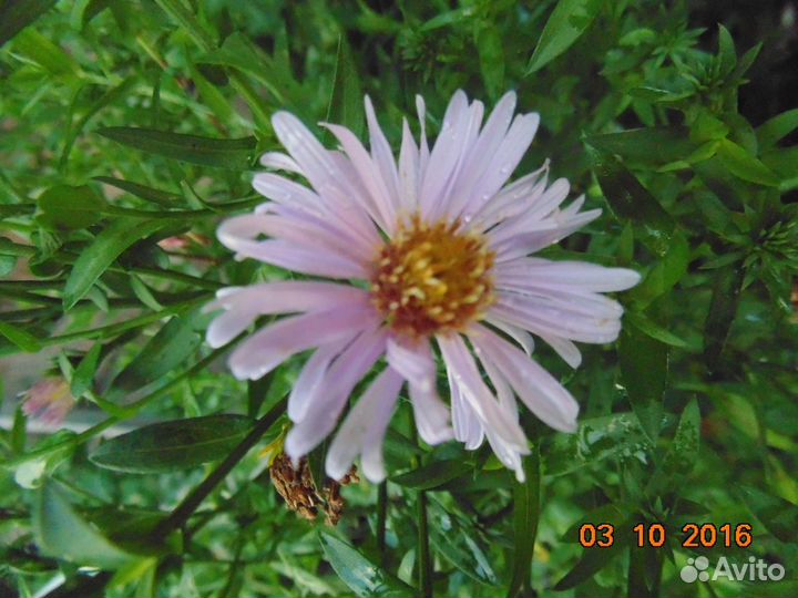 Многолетняя астра