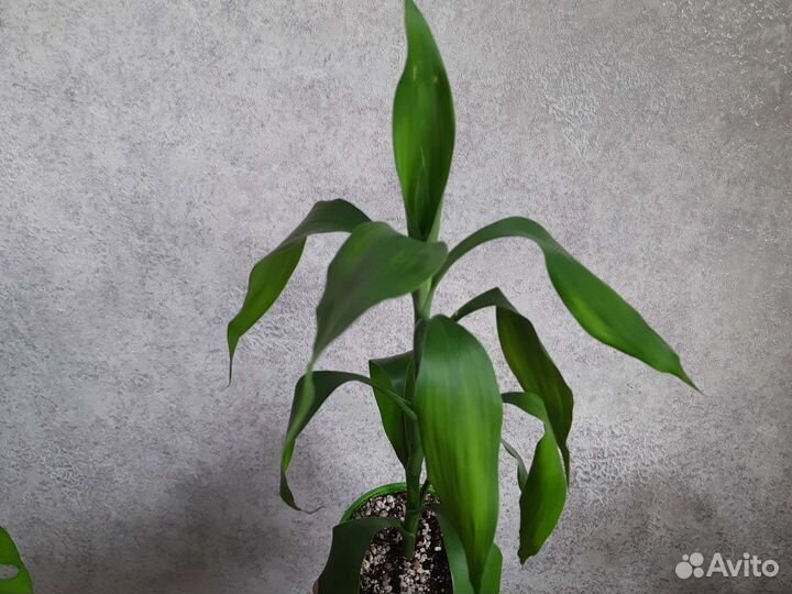 Драцена Сандера (Sandero/ бамбук счастья)