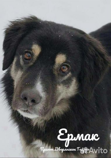 Собаки бесплатно в добрые руки