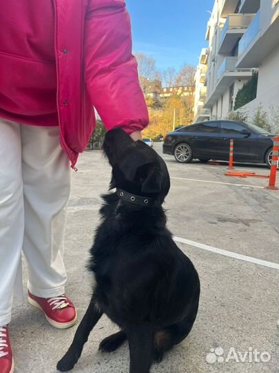 Маленькая собачка