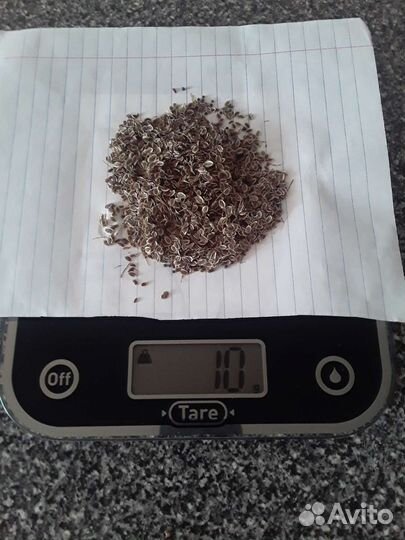 Укроп горчица микс сибирские