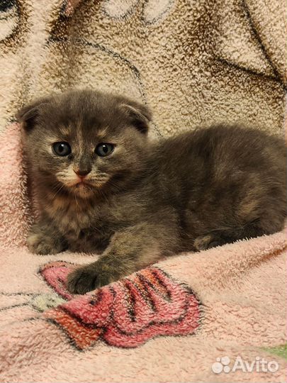 Шотландские метисы котята