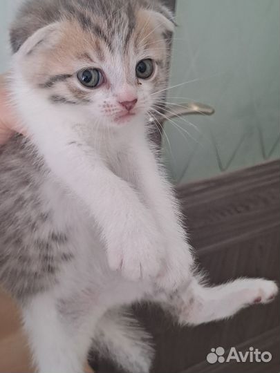 Вислоухие котята