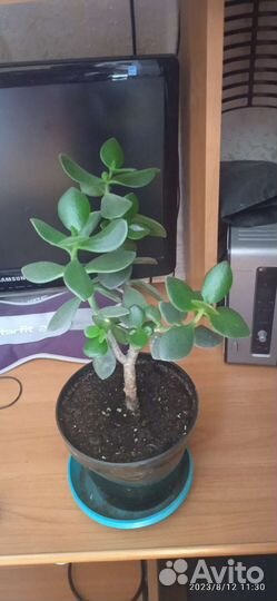 Денежное дерево (толстянка)
