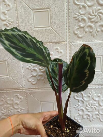 Калатея розеопикта2