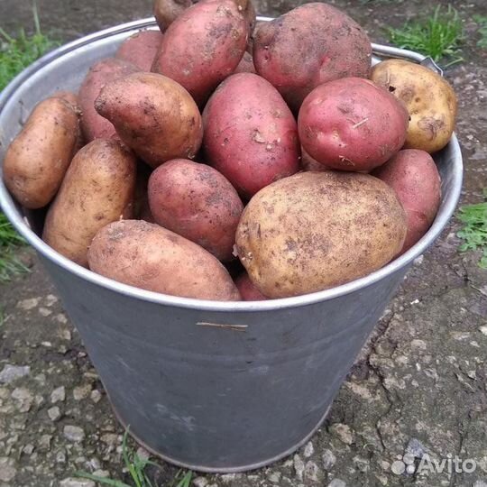 Продам картофель с доставкой
