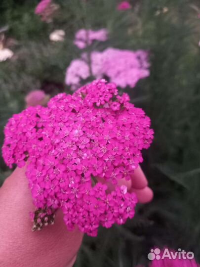 Тысячелистник