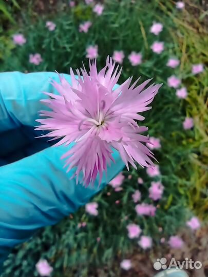 Гвоздика многолетняя. Белая, розовая